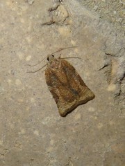 Meritastis laganodes