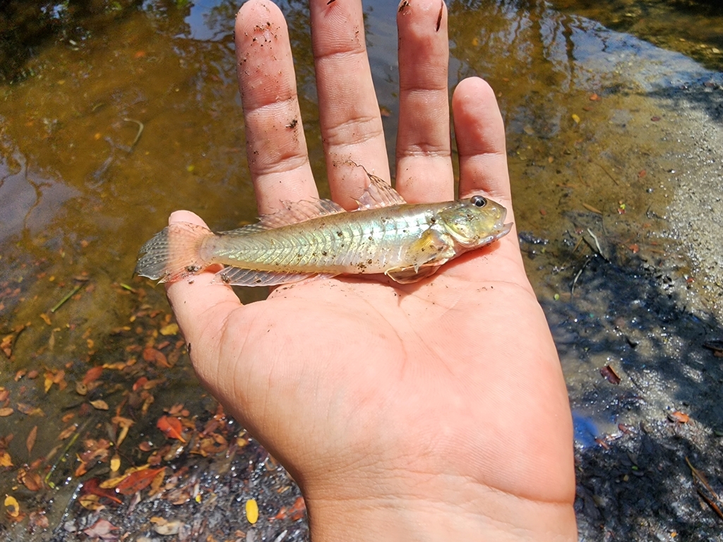 Estuary goby (Gobionellus microdon) — Gobiidae