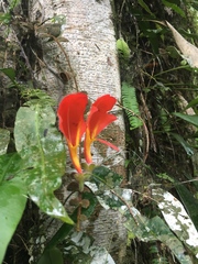 Columnea microphylla
