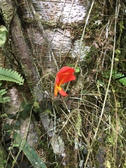 Columnea microphylla