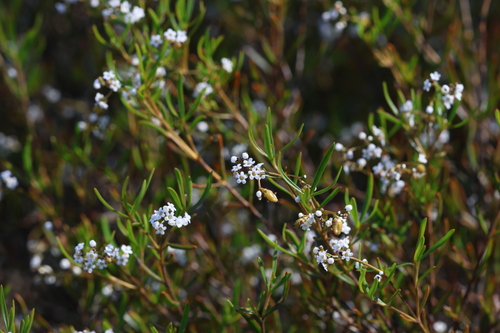 flax-leaved logania (Logania linifolia)
