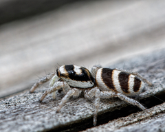 Salticus austinensis
