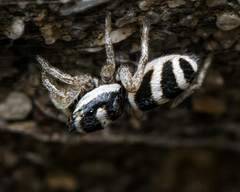 Salticus austinensis