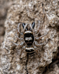 Salticus austinensis