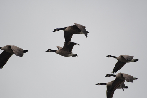 Canada Goose photographed in Pennsylvania