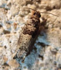 Pseudexentera knudsoni