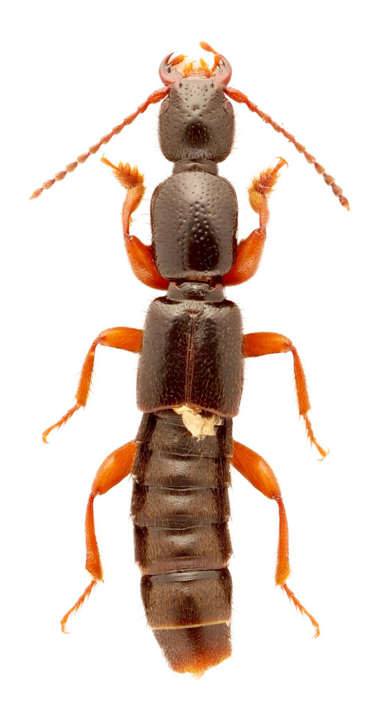 Lathrobium sparsellum