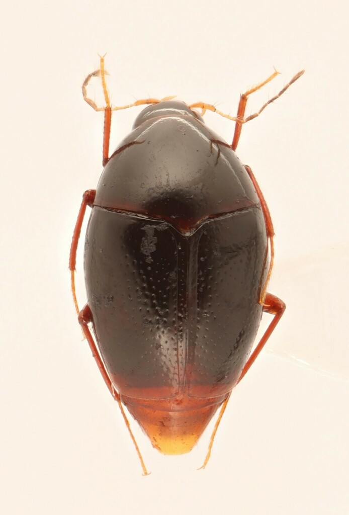 Scaphisoma convexum