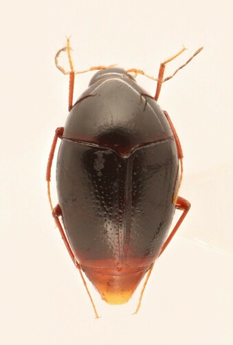 Scaphisoma convexum