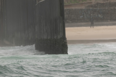 Mytilus californianus