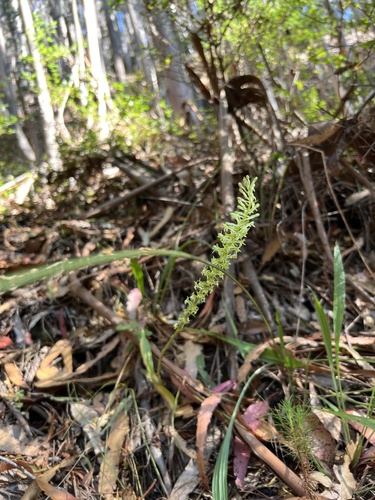 Image of Platanthera elongata by (c) Nicholas Wei, some rights reserved (CC BY-SA)