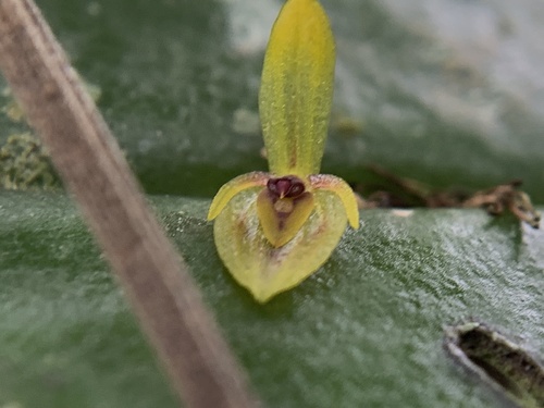 Pleurothallis rhodoglossa image