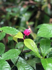 Palicourea ostreophora