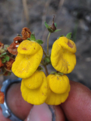 Calceolaria dentata