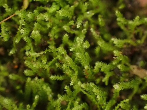 Lepidozioideae
