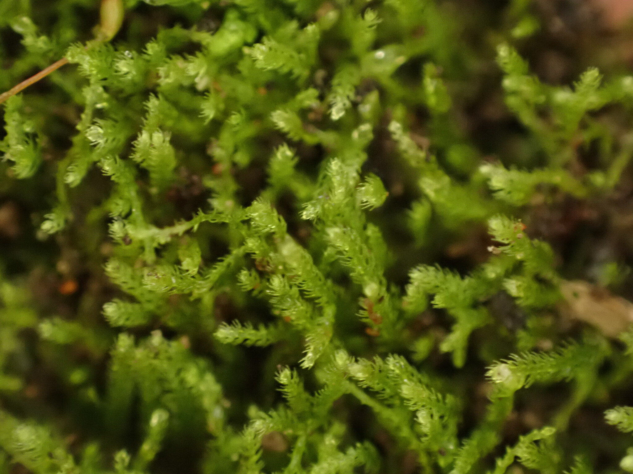 Lepidozioideae
