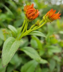 Pseudogynoxys chenopodioides