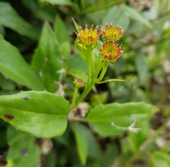 Pseudogynoxys chenopodioides