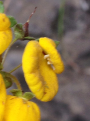 Calceolaria dentata