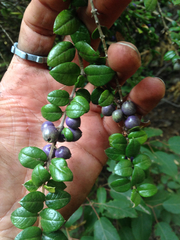 Rhaphithamnus spinosus