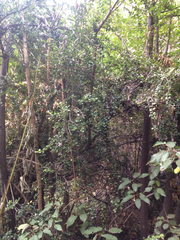 Rhaphithamnus spinosus