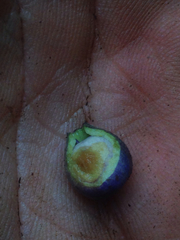 Rhaphithamnus spinosus