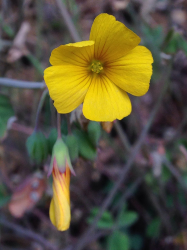 Oxalis valdiviensis Barnéoud