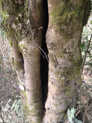 Weinmannia trichosperma