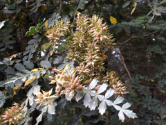 Weinmannia trichosperma