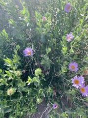 Xylorhiza