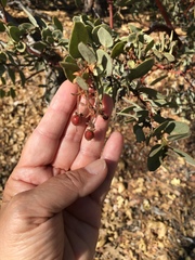 Arctostaphylos pringlei