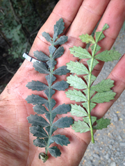Weinmannia trichosperma
