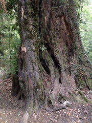 Saxegothaea conspicua