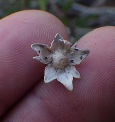 Melanthera parvifolia