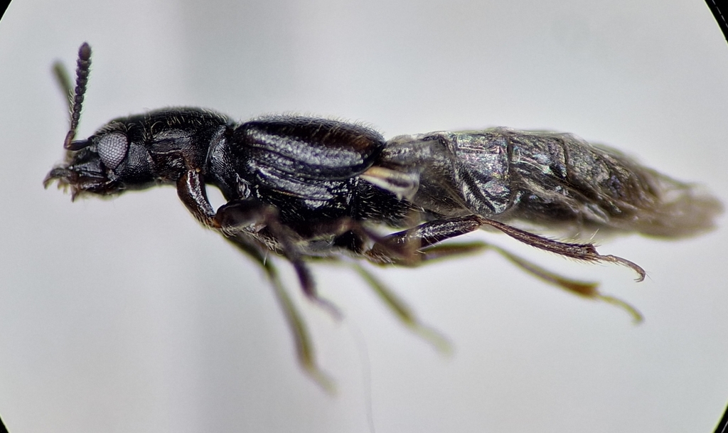 Bledius zophus