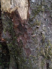 Saxegothaea conspicua