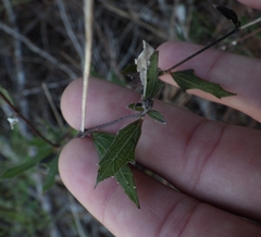 Melanthera parvifolia