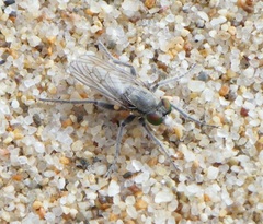 Lasiopogon littoris