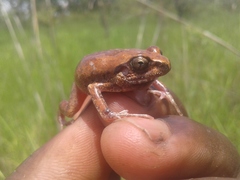 Arthroleptis stenodactylus
