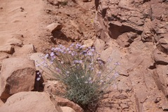 Almutaster pauciflorus