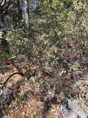 Arctostaphylos pringlei