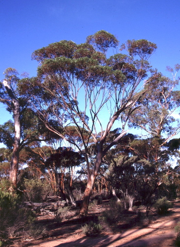 Eucalyptus frenchiana 4
