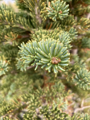 subalpine fir