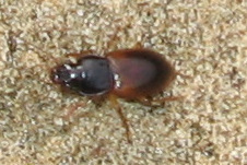 Anisodactylus sanctaecrucis