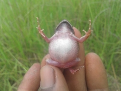 Arthroleptis stenodactylus