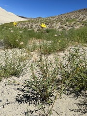 Helianthus deserticola, photograph (c) Matt Berger, some rights reserved (CC BY)