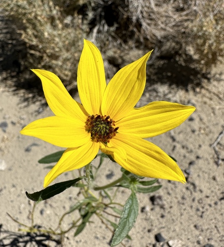 Helianthus deserticola, photograph 2