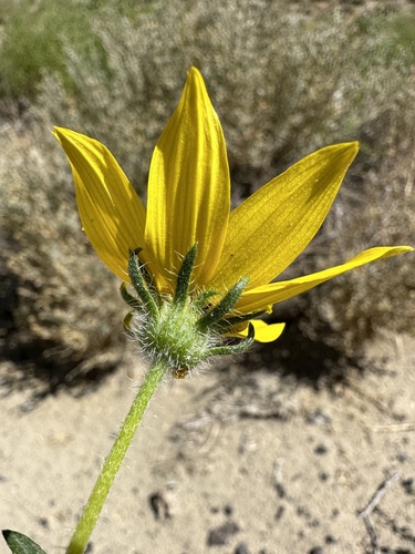 dune sunflower (Helianthus deserticola)