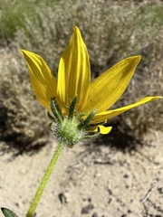 Helianthus deserticola