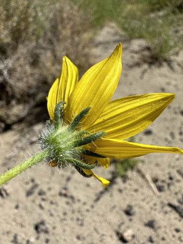Image of Helianthus deserticola by (c) Matt Berger, some rights reserved (CC BY)